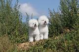 BICHON FRISE 285